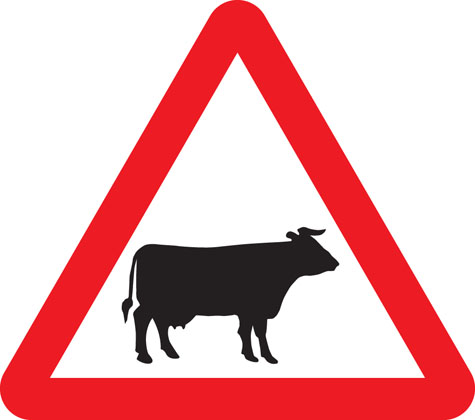 Cattle